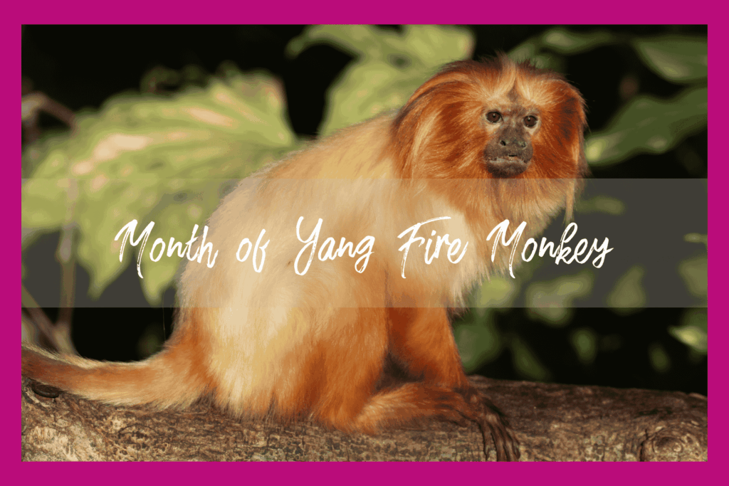 Month of monkey